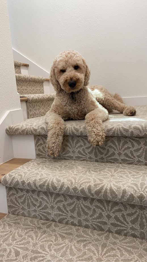 dog knocking salsa onto pet friendly carpet